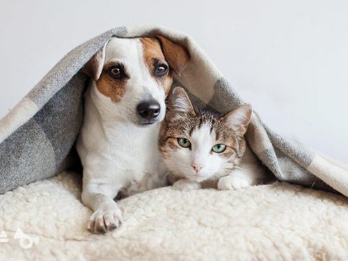 مالکیت یک حیوان؟